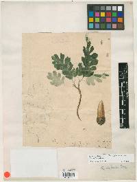 Image of Quercus longiglanda