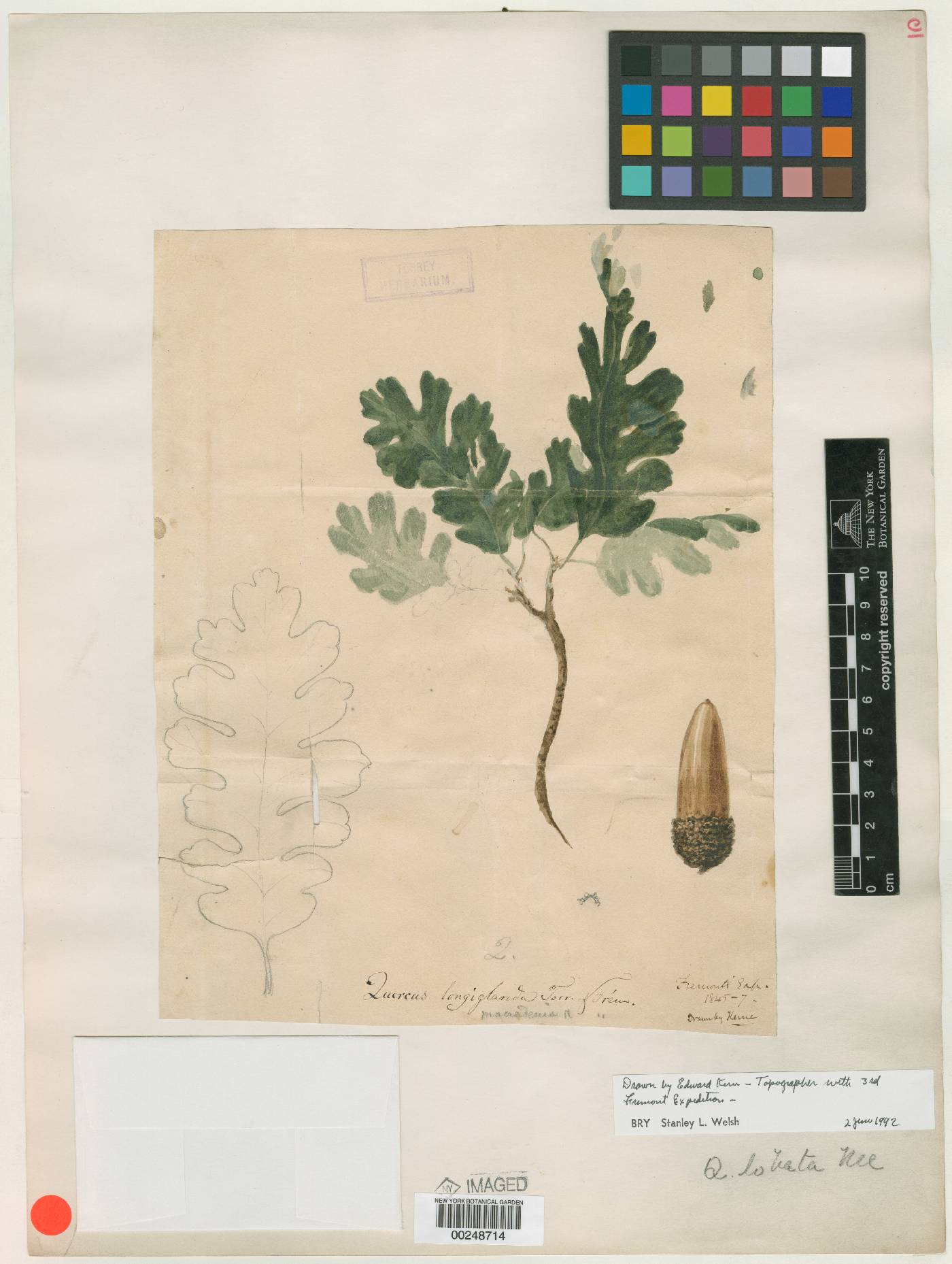 Quercus longiglanda image