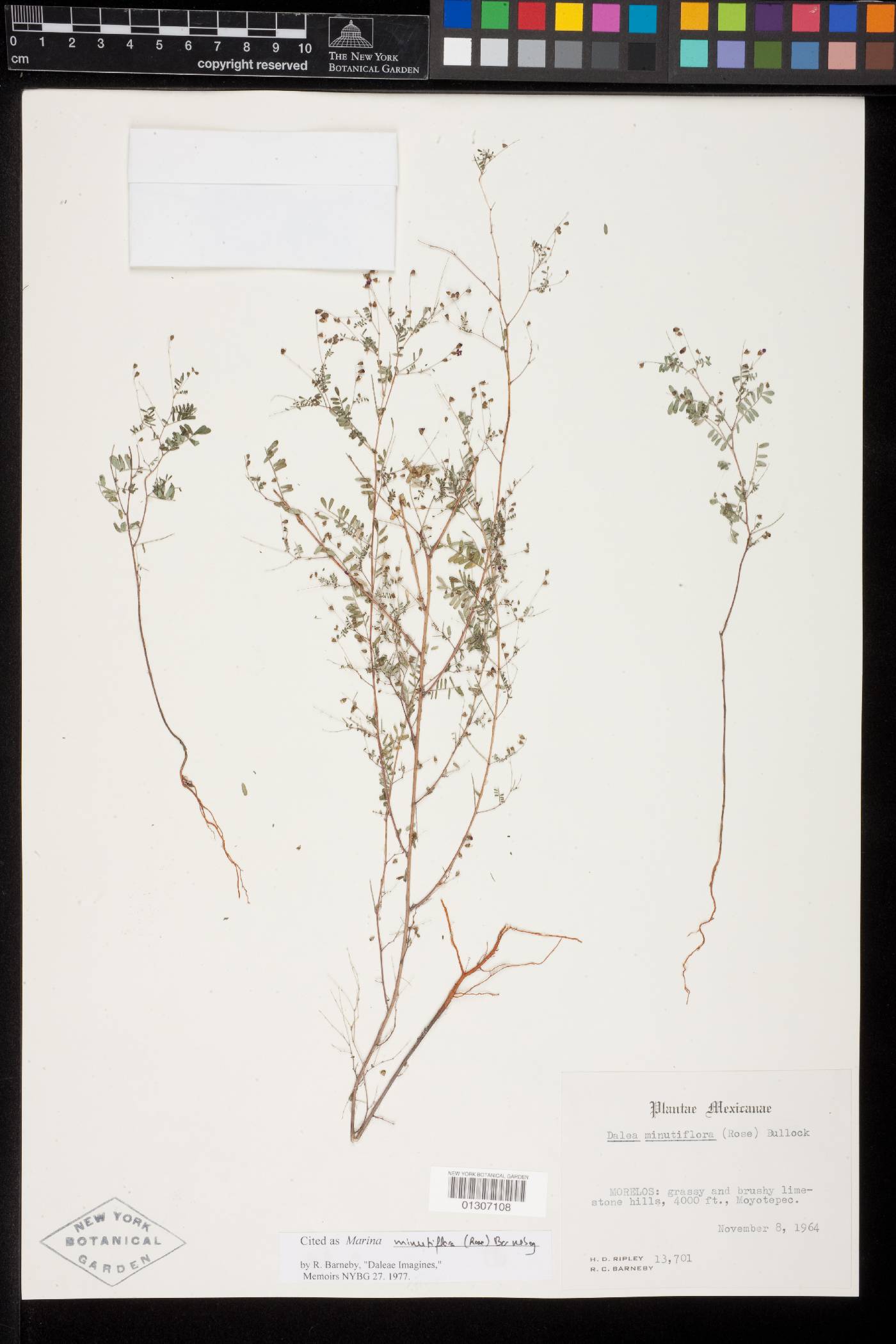 Marina minutiflora image