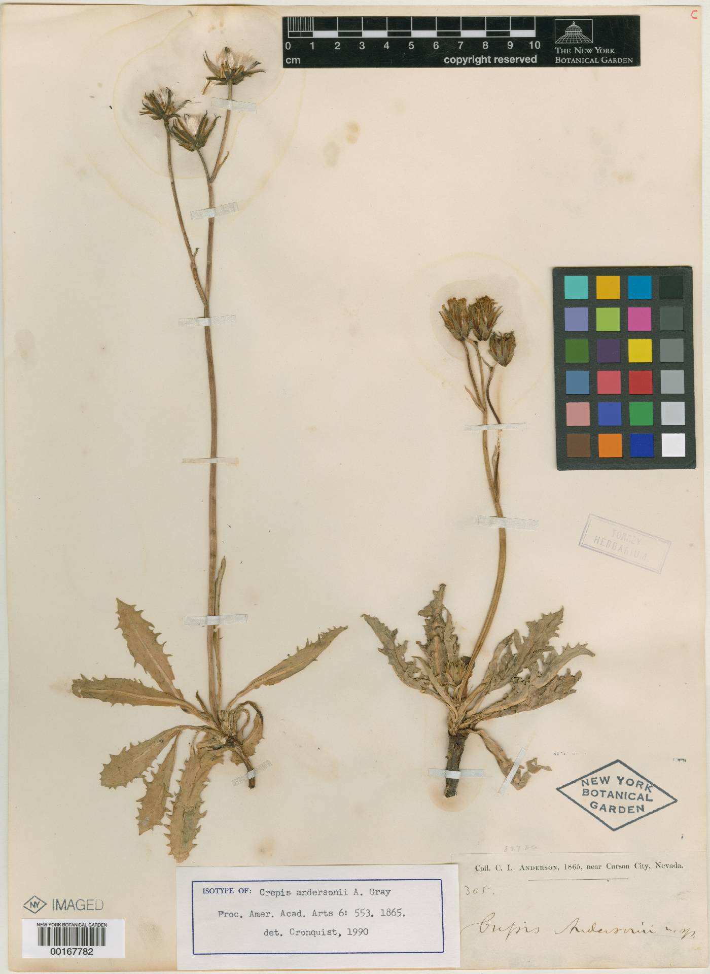 Crepis andersonii image