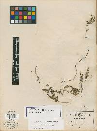 Galium oresbium image