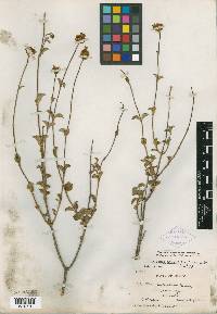 Coreopsis parvifolia image