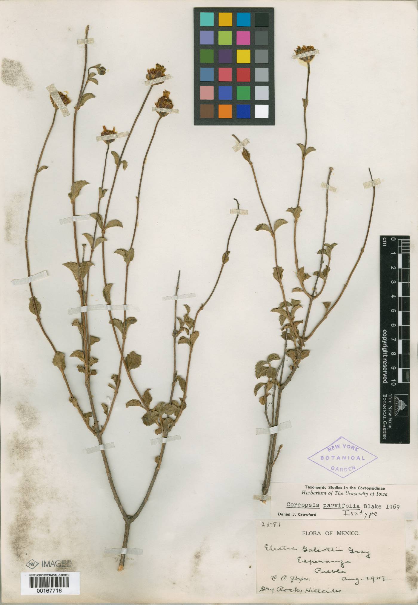 Electranthera parvifolia image