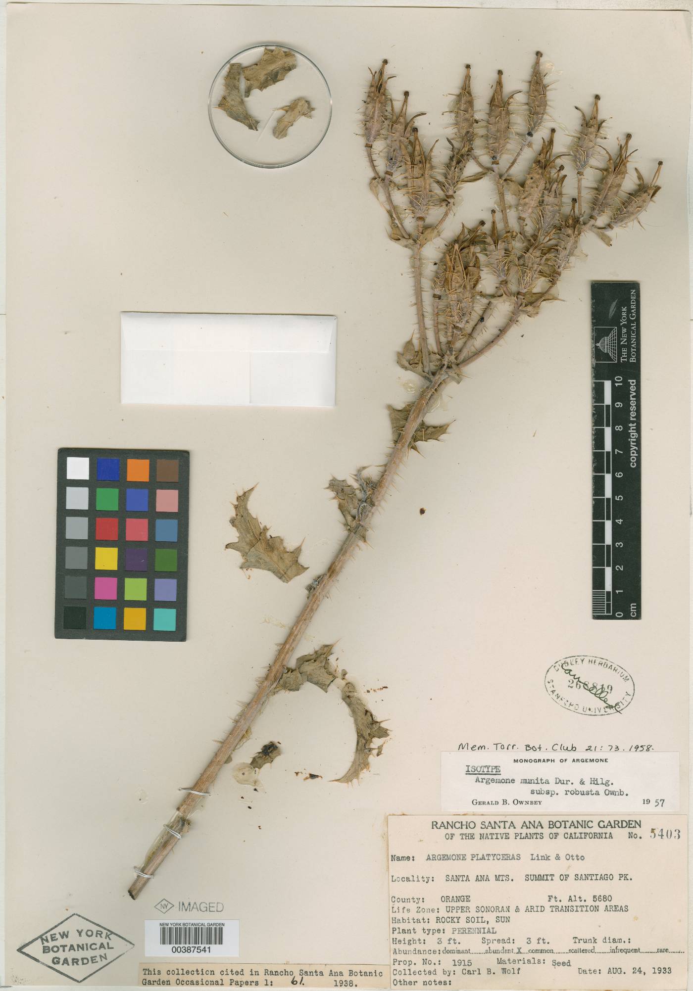 Argemone munita subsp. robusta image