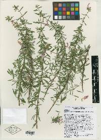 Conradina cygniflora image