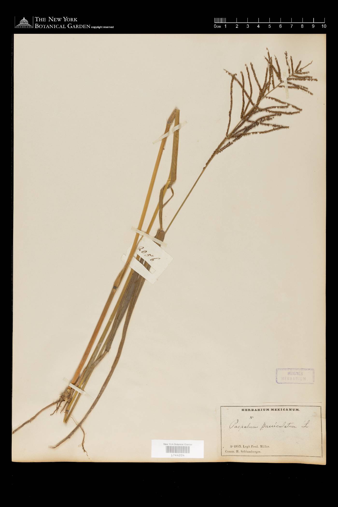 Paspalum paniculatum image