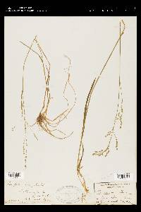 Poa autumnalis image