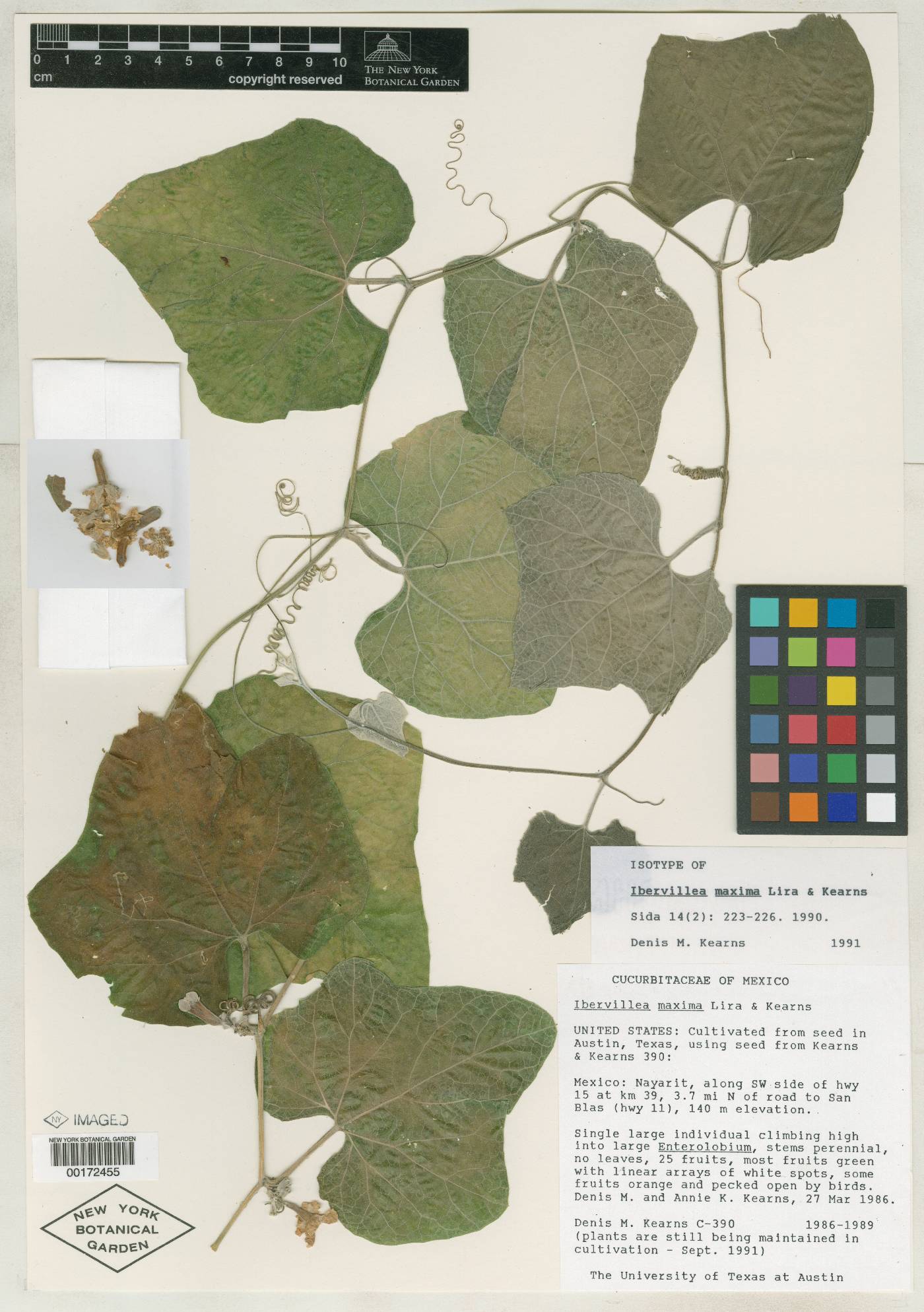 Ibervillea maxima image