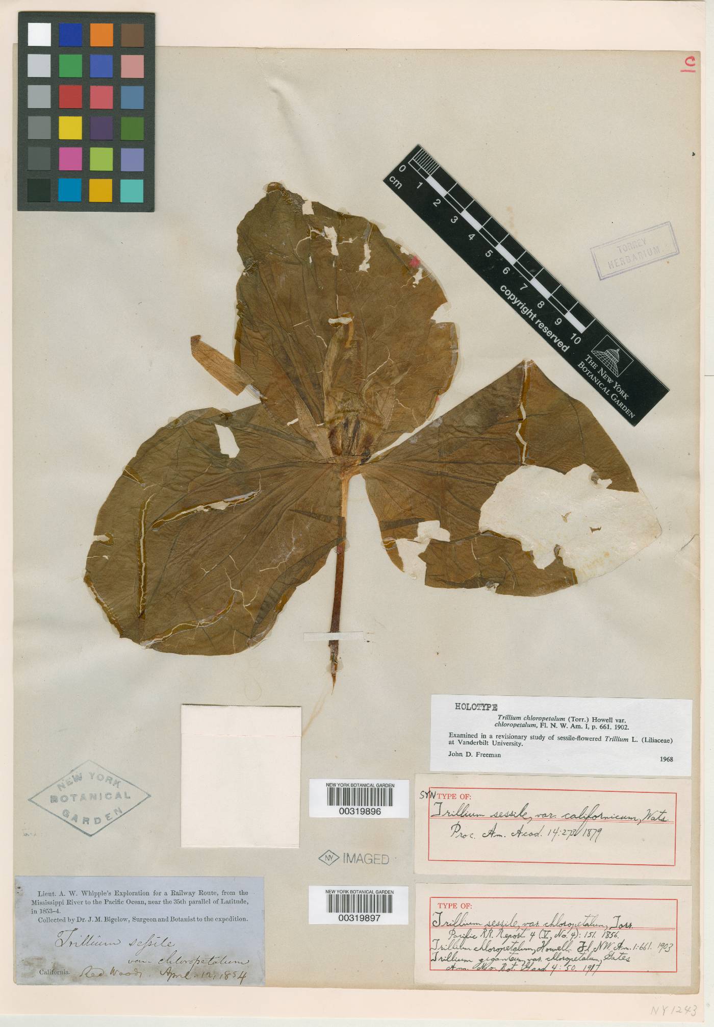 Trillium sessile var. californicum image