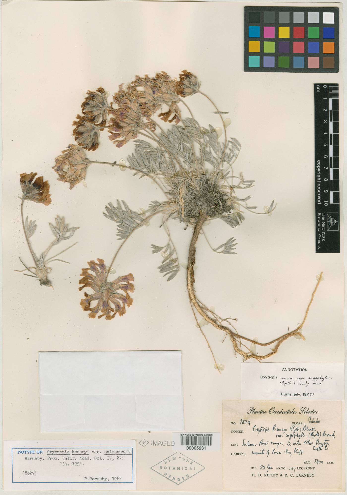 Oxytropis besseyi var. salmonensis image