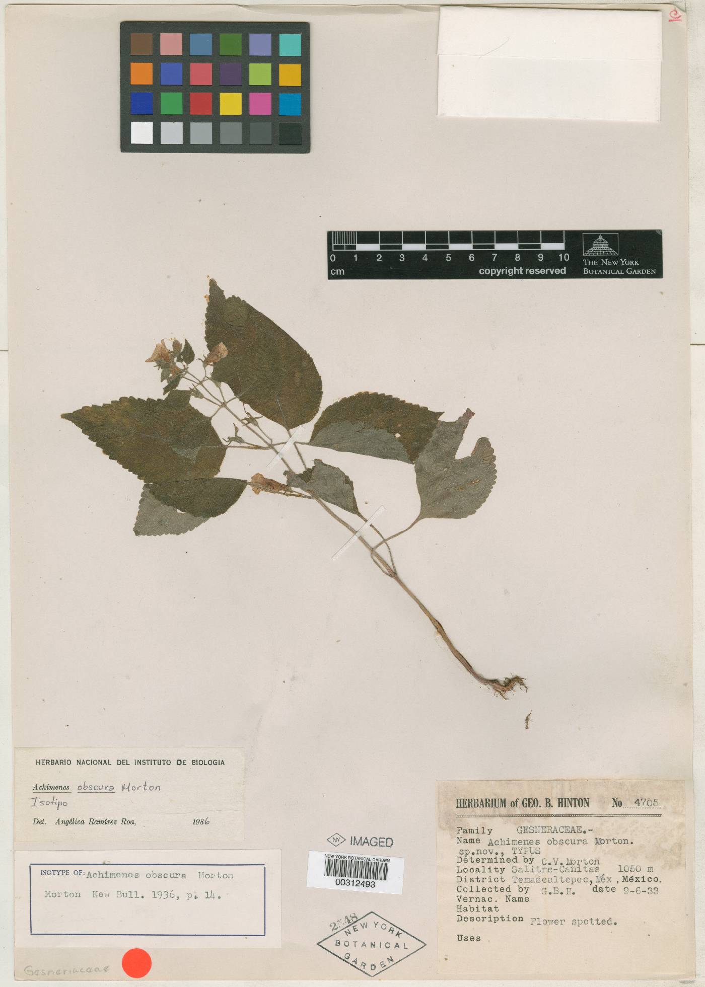 Achimenes obscura image