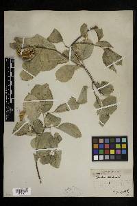 Celastrus scandens image