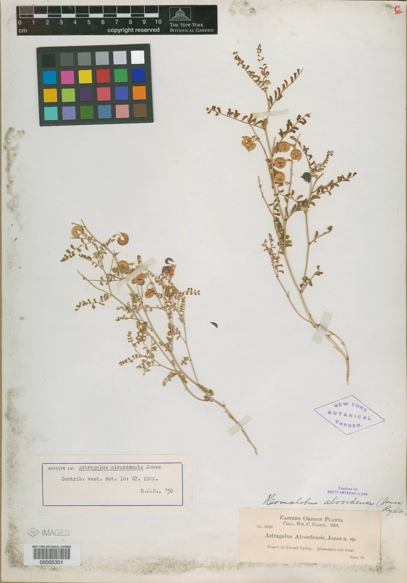 Astragalus alvordensis image