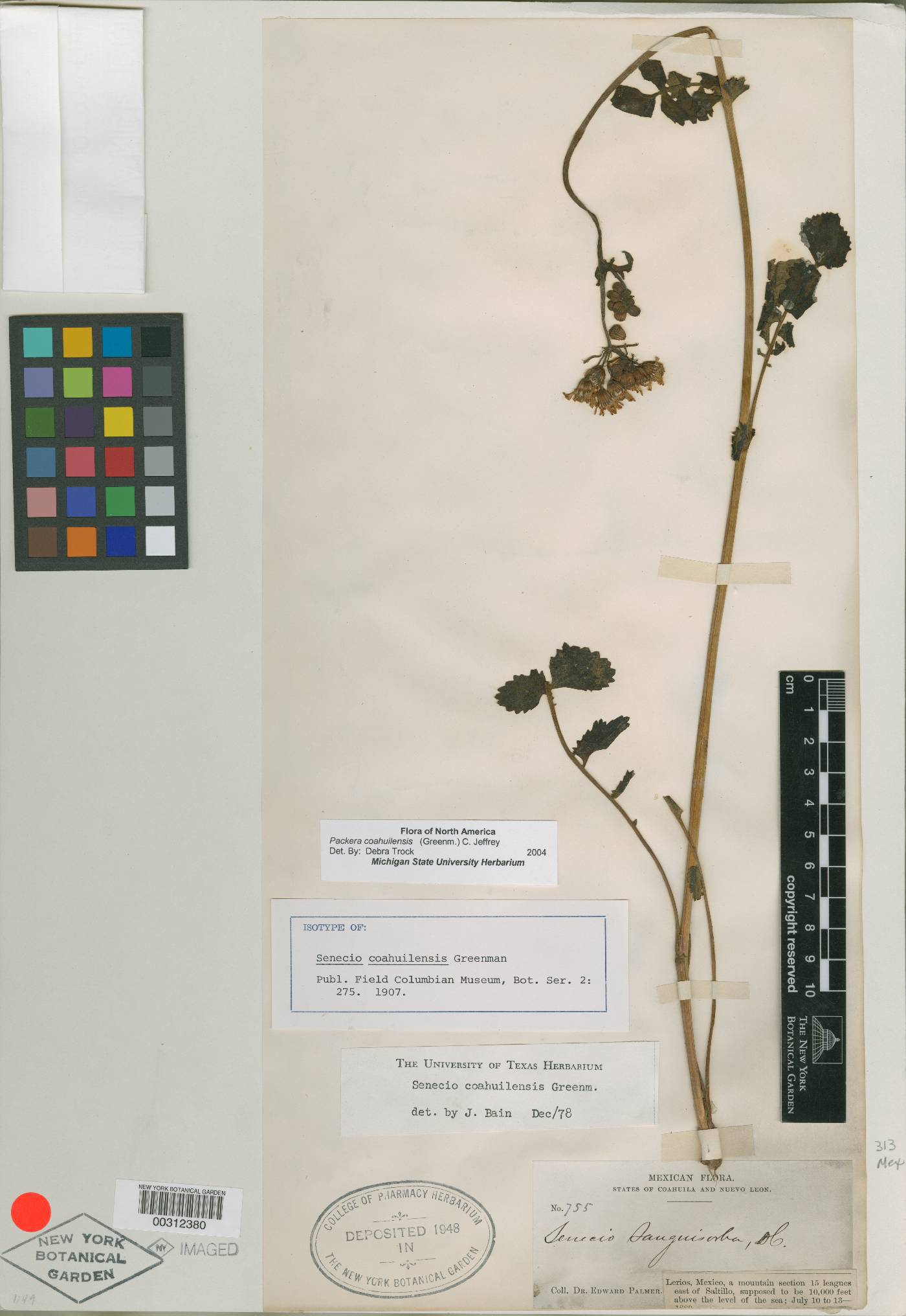 Senecio coahuilensis image