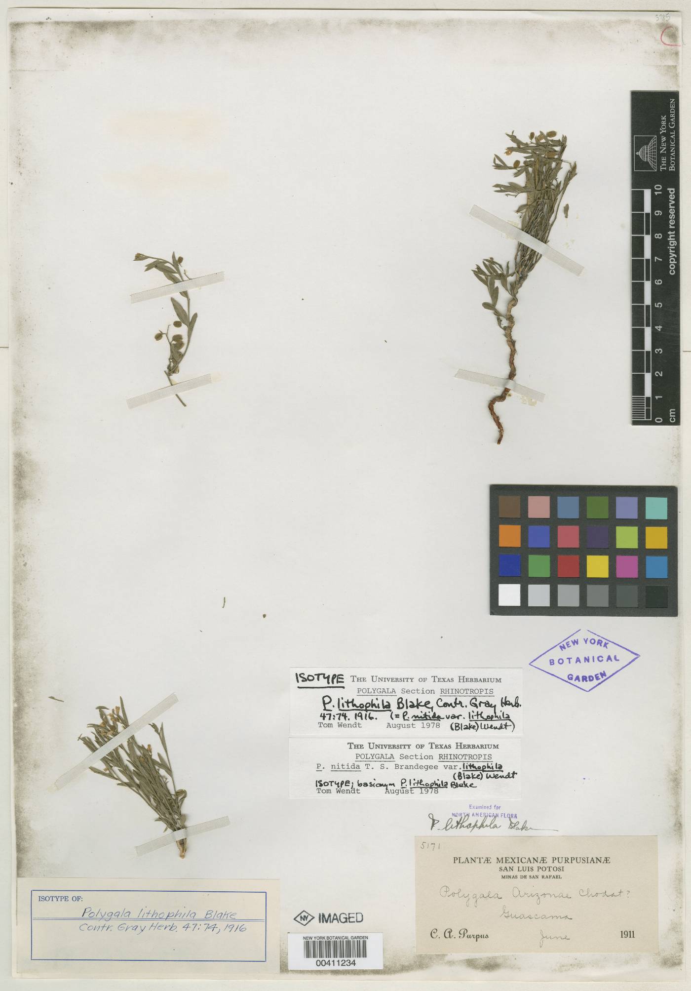 Polygala nitida var. lithophila image