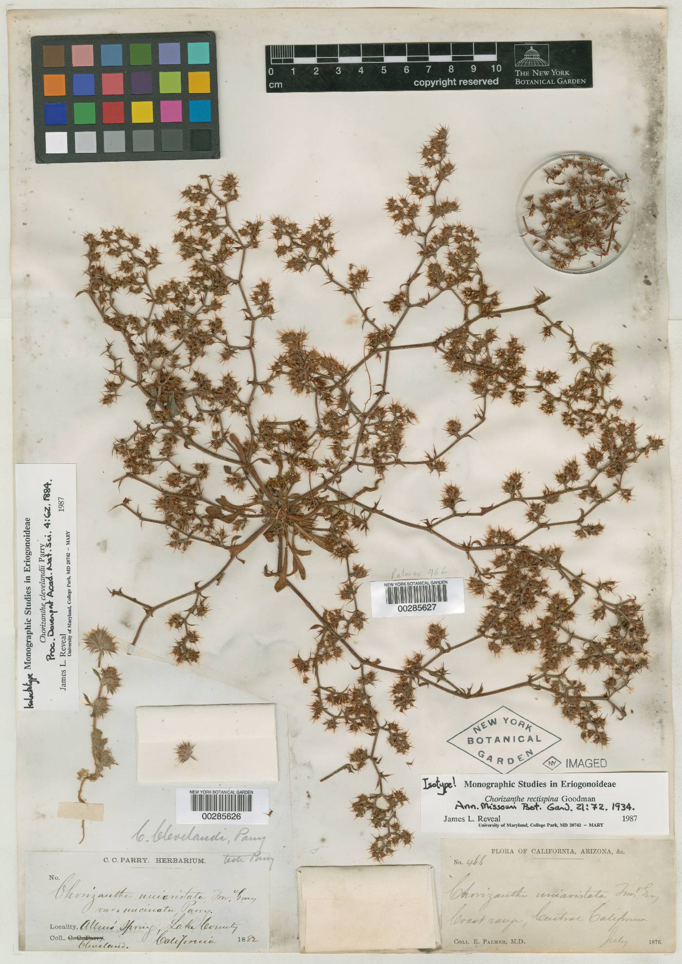 Chorizanthe clevelandi image