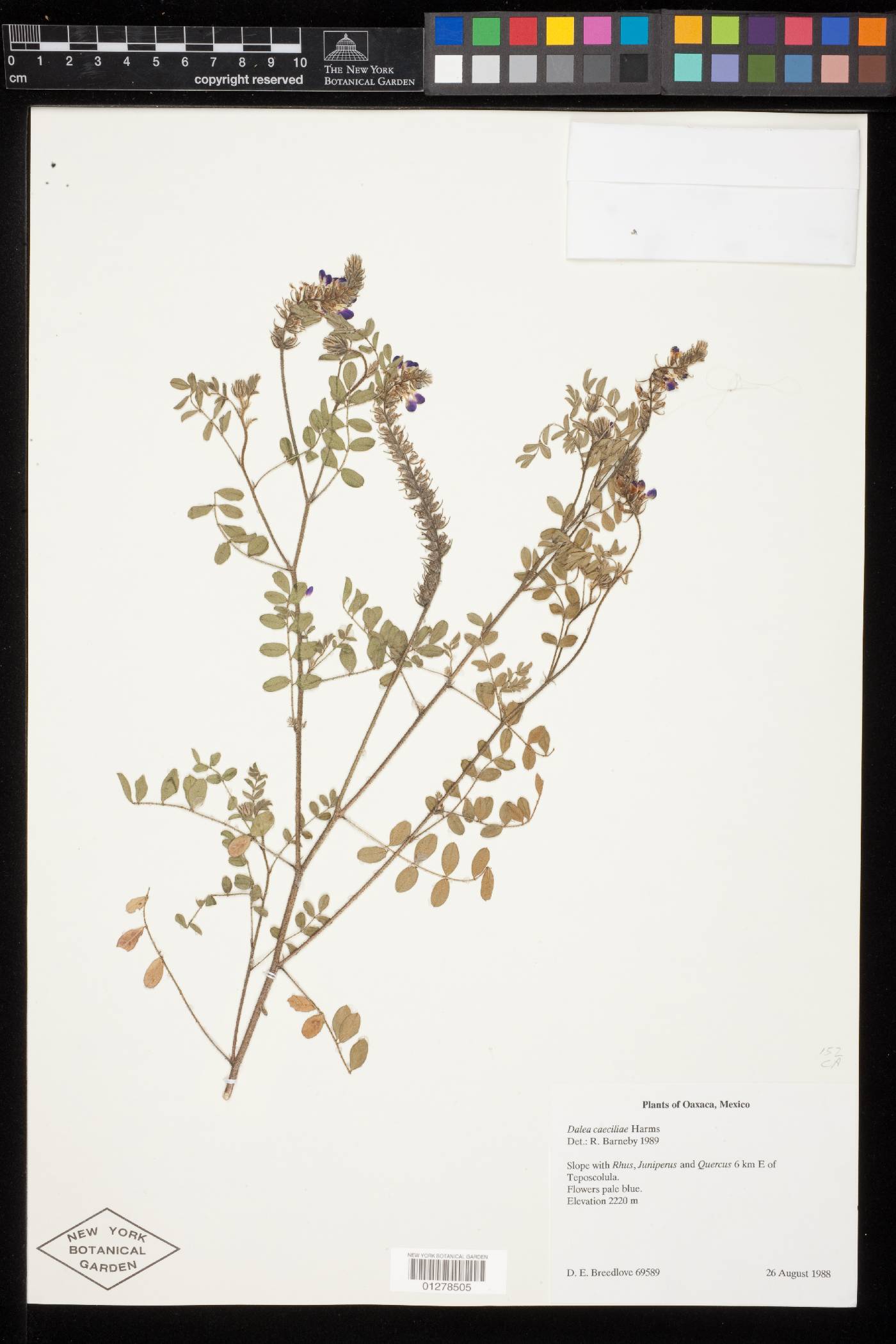 Dalea caeciliae image