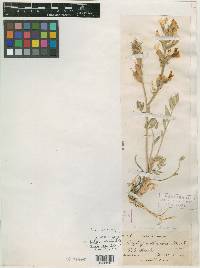 Oxytropis sericea image