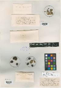 Crataegus egens image