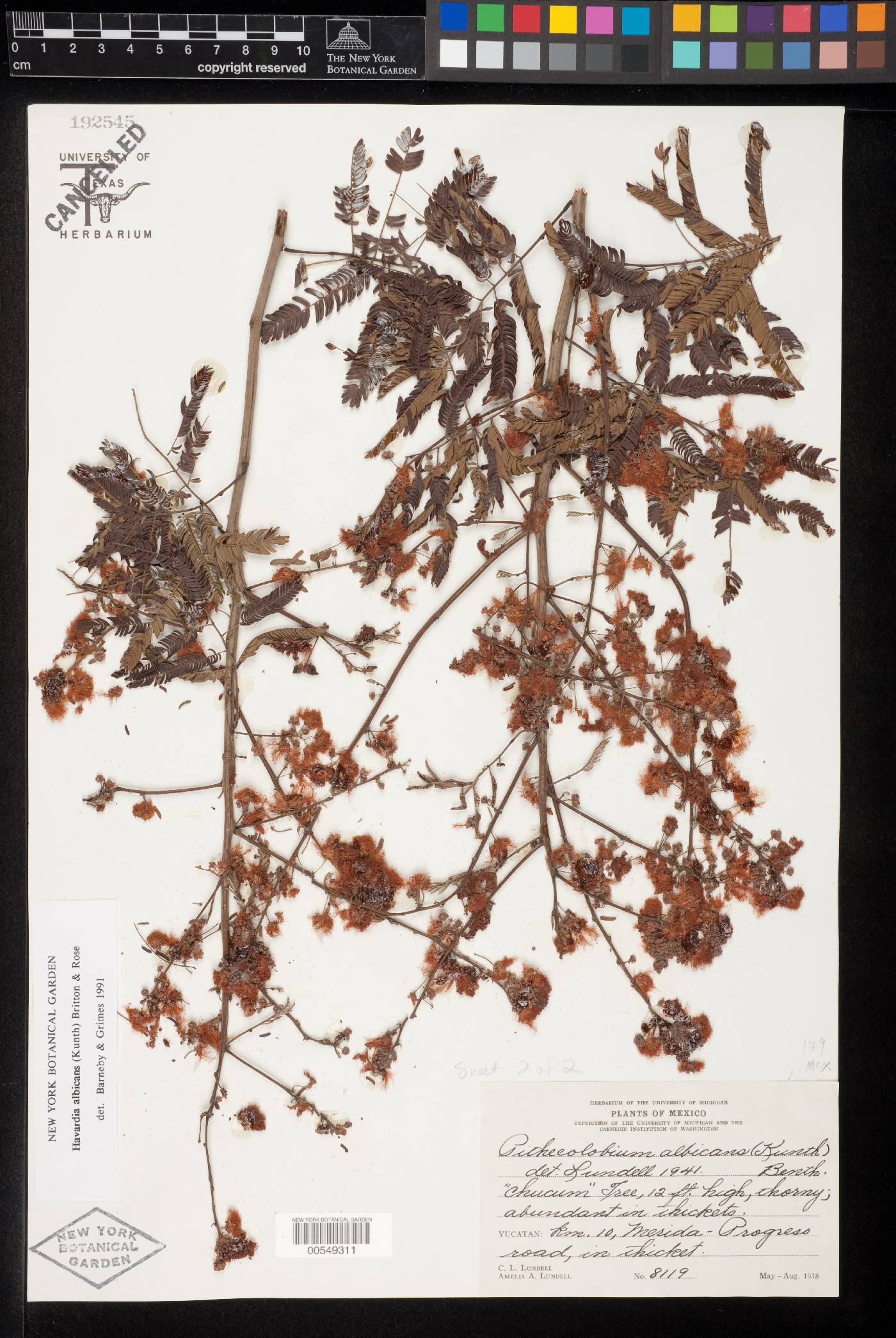 Havardia albicans image