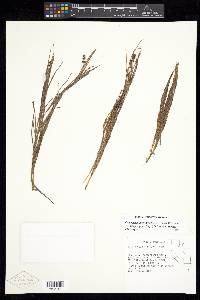 Stuckenia filiformis subsp. alpinus image