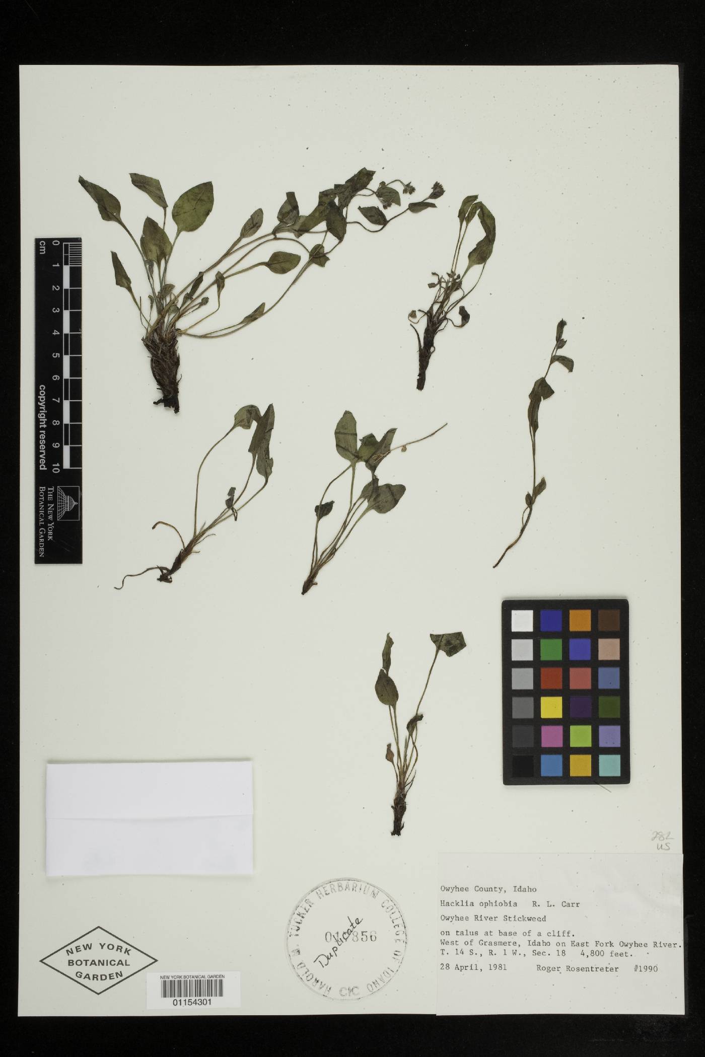 Hackelia ophiobia image