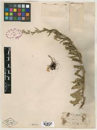 Image of Oenothera depressa