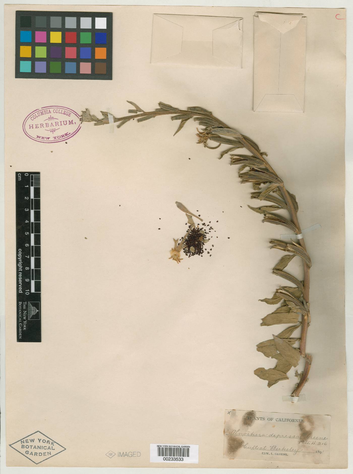 Oenothera depressa image