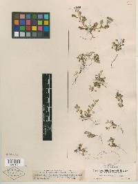 Nemophila sepulta var. minutiflora image