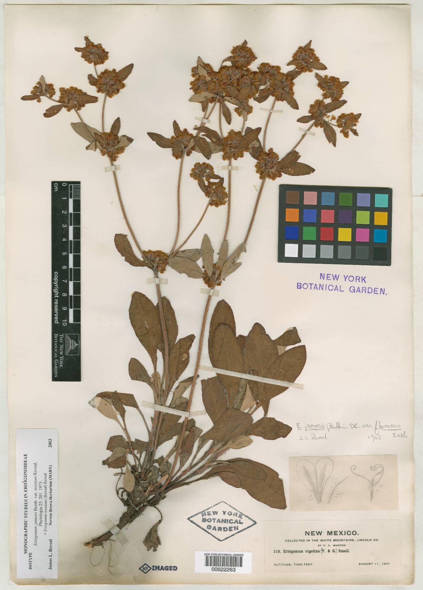 Eriogonum jamesii var. wootonii image