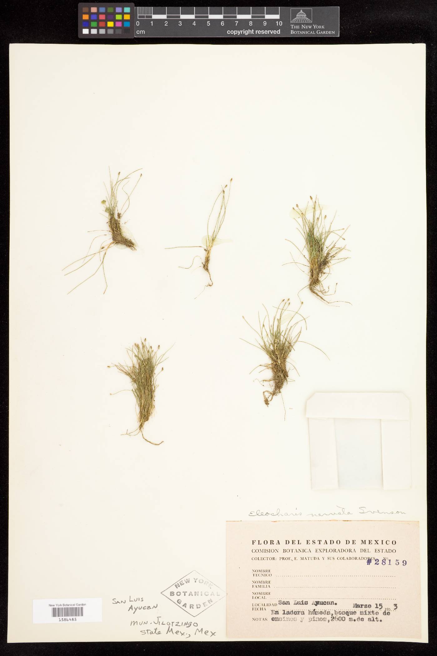 Eleocharis acicularis var. acicularis image