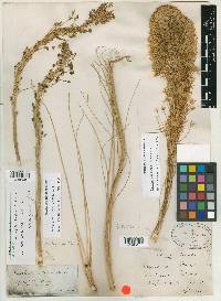 Xerophyllum douglasii image