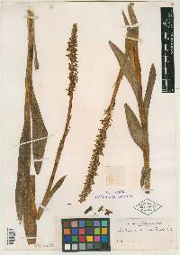 Platanthera dilatata var. leucostachys image