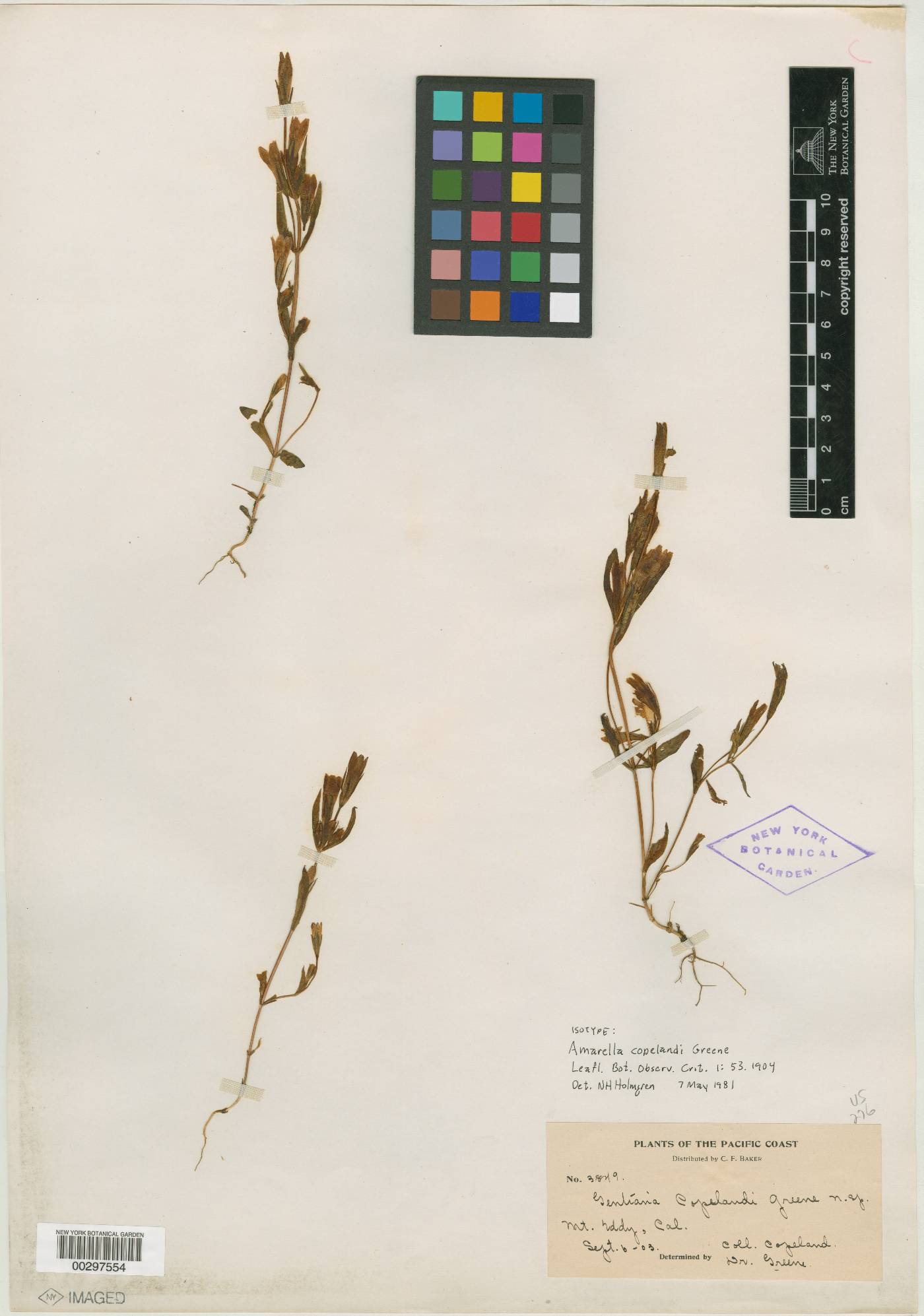 Amarella copelandi image