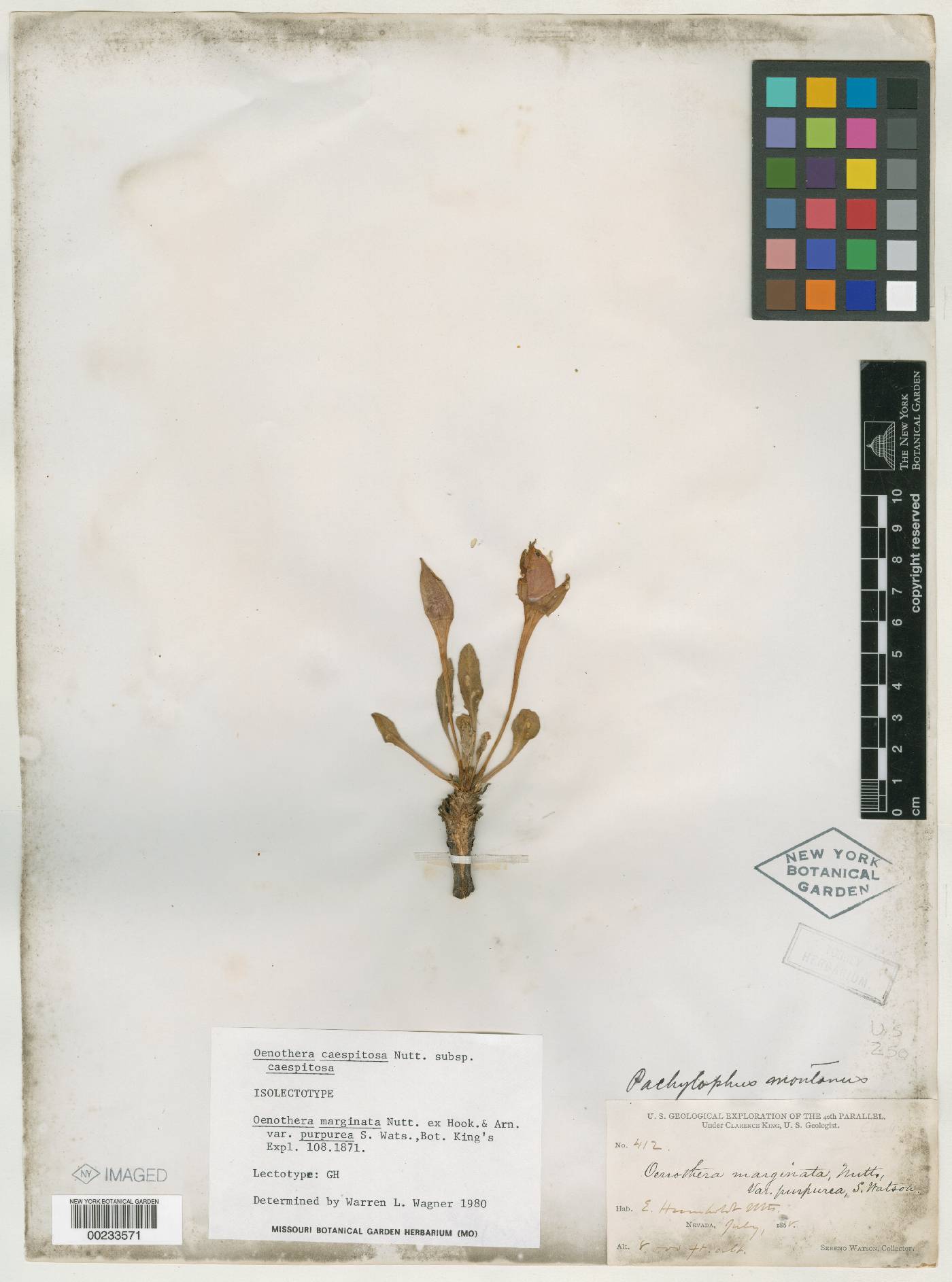 Oenothera marginata var. purpurea image