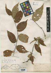 Image of Croton alamosanum