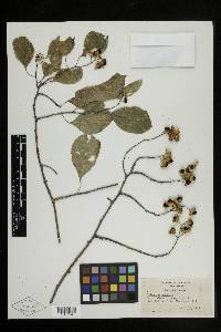 Celastrus scandens image