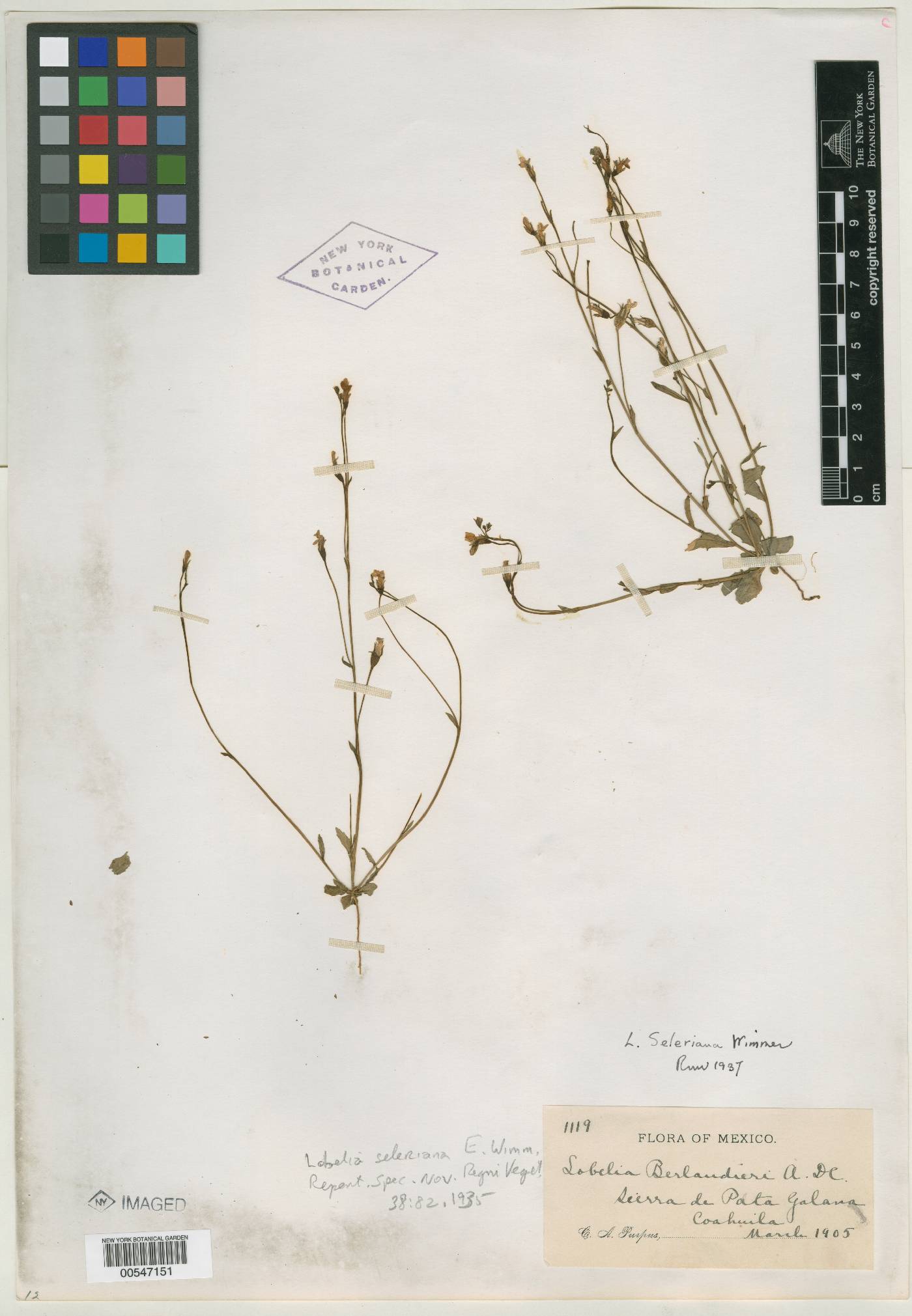 Lobelia divaricata image