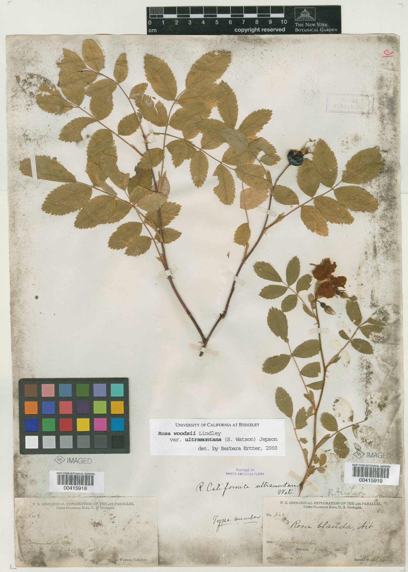 Rosa californica var. ultramontana image