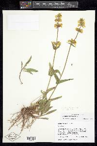 Penstemon confertus image