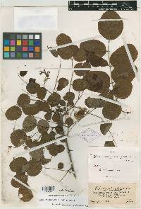 Robinia pedunculata image