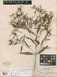 Guardiola angustifolia image