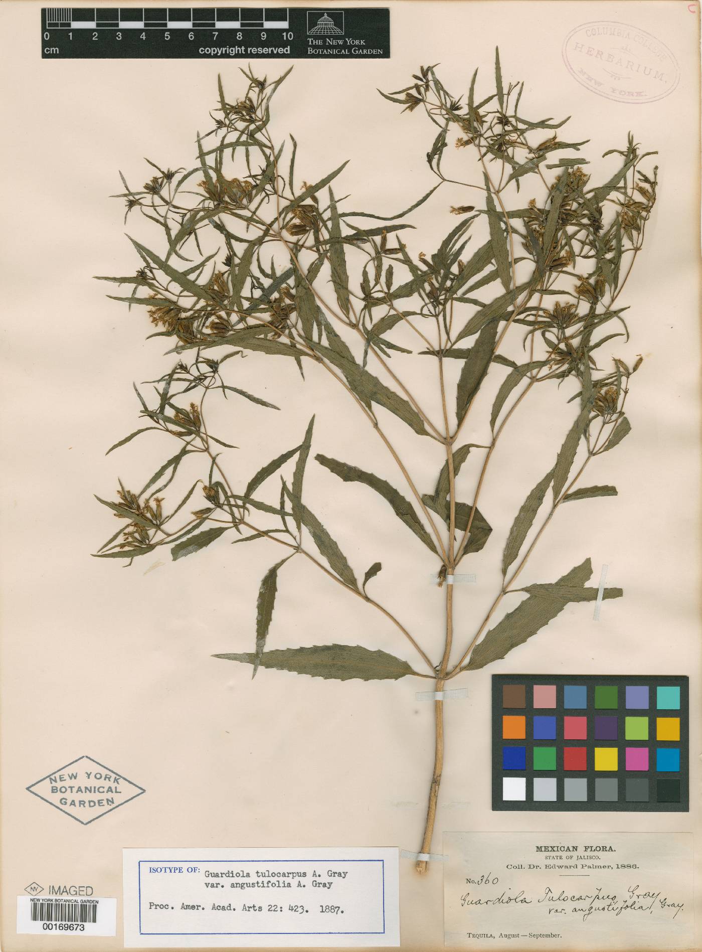 Guardiola mexicana var. angustifolia image