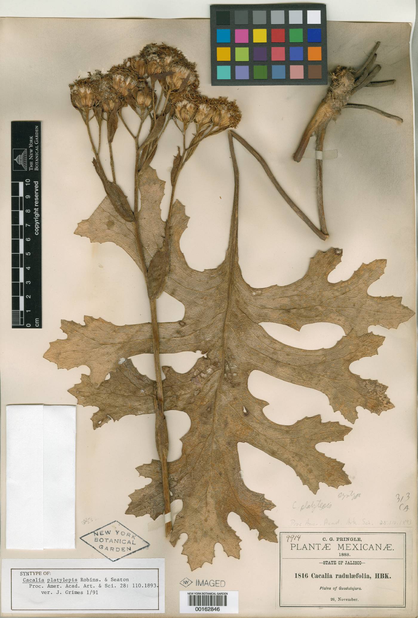 Psacalium platylepis image