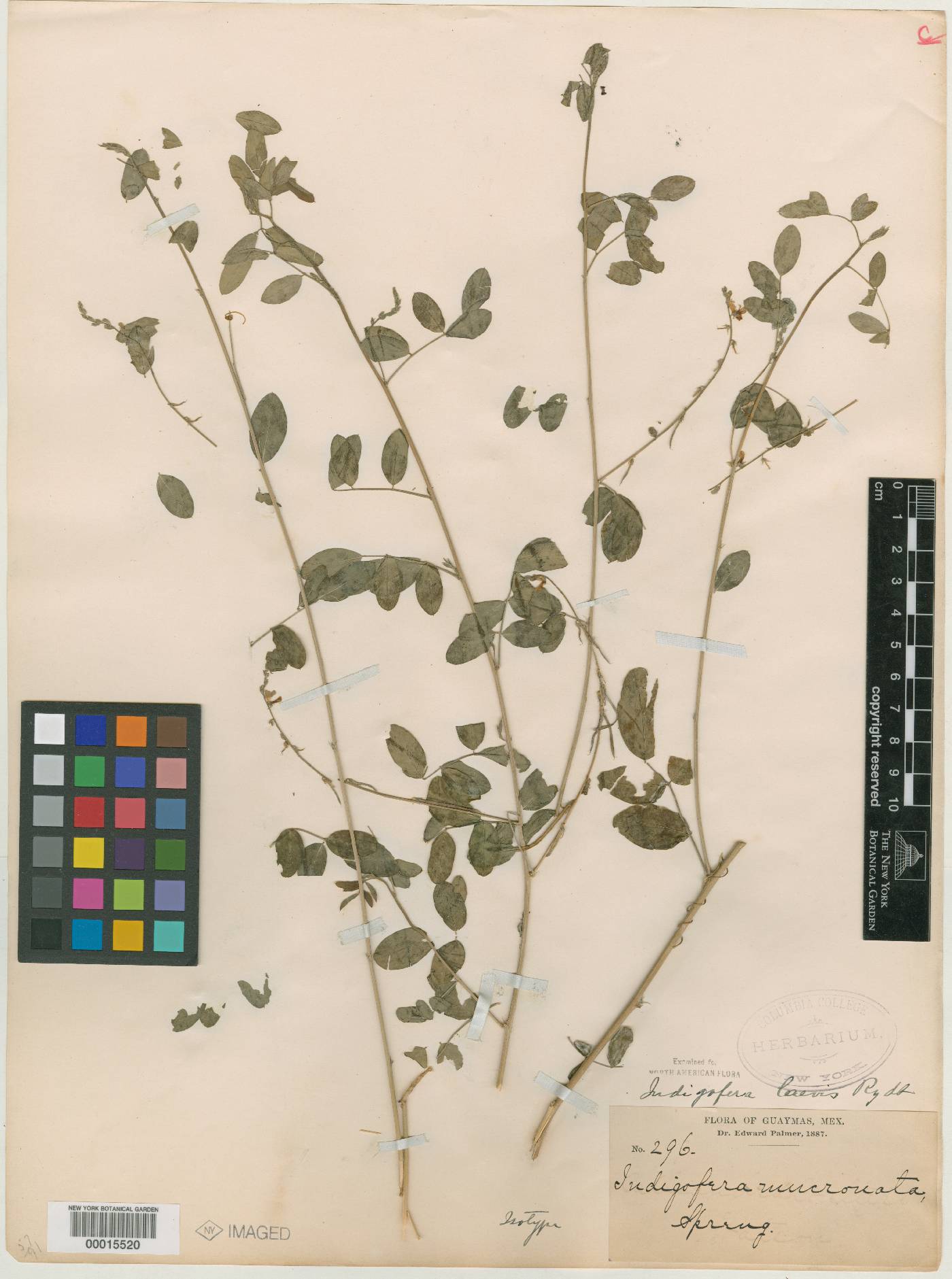 Indigofera trita image