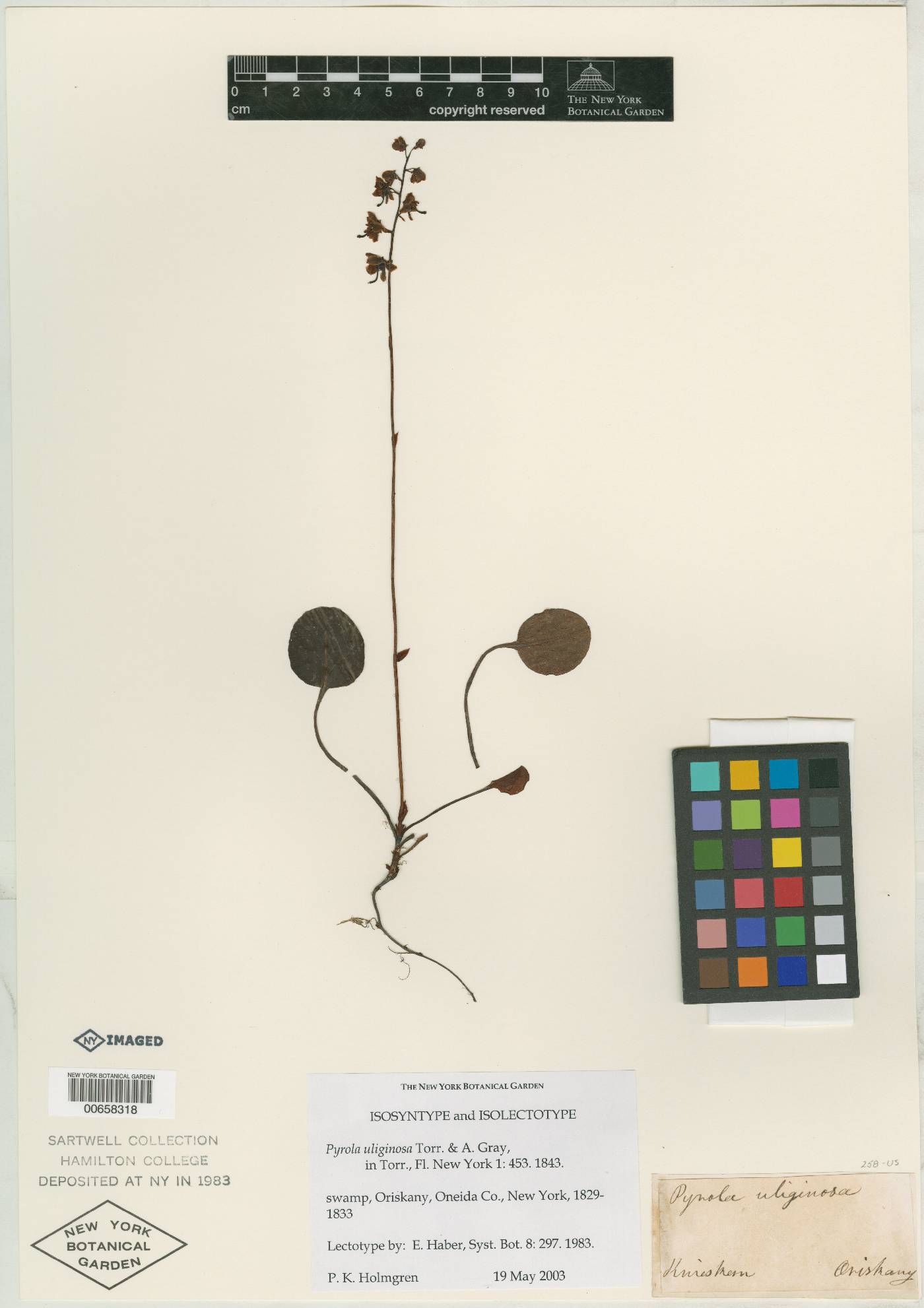 Pyrola uliginosa image