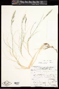 Muhlenbergia andina image