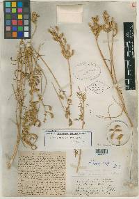 Astragalus tweedyi image