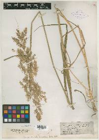 Calamagrostis fibrovaginata image