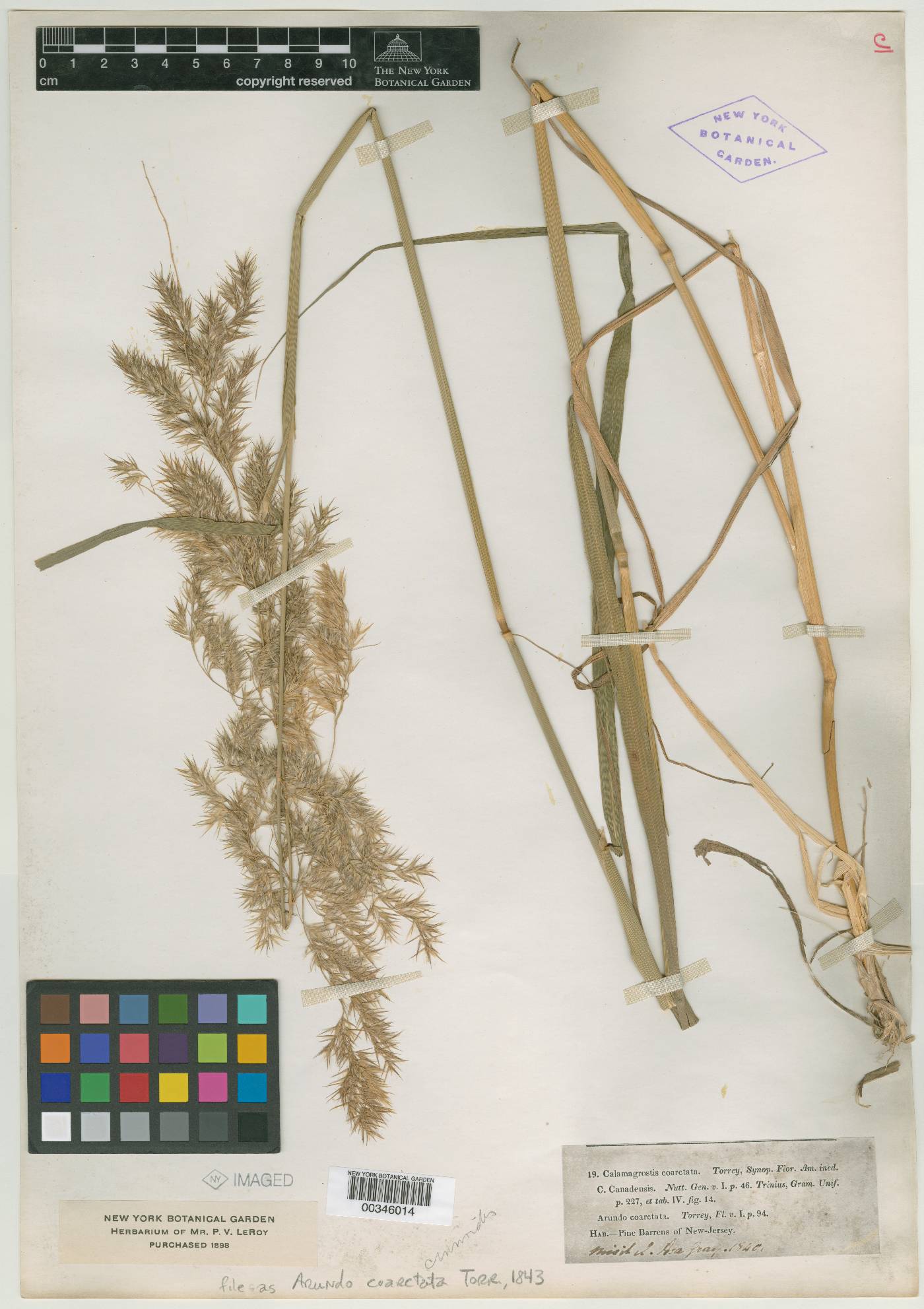 Calamagrostis fibrovaginata image